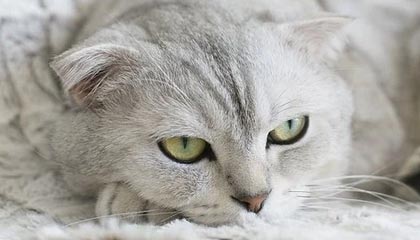 开云APP-第九届河北省旅发大会石家庄分会场｜石家庄五人制足球国际邀请赛 9月5日——11日免费观赛